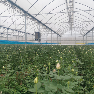 حضانة Seedbed دفيئة بلاستيكية متعددة النفق تمتد لزراعة الفراولة