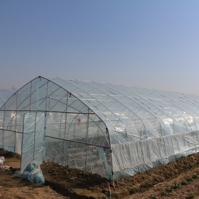 الدفيئة البلاستيكية ذات النفق الفردي للزراعة لزراعة الفراولة