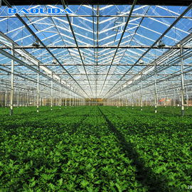 Multi Span Venlo Type Greenhouse / PC بولي إيثيلين فيلم جوانب الدفيئة التهوية