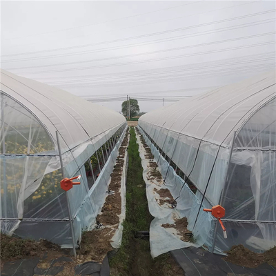 الدفيئة ذات الطبقة الواحدة من الطماطم الزراعية مع فيلم 80 ميكرون