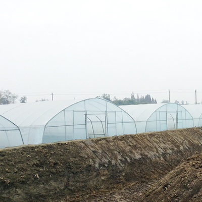 زراعة الفراولة الزراعية المفردة الممتدة بطول 2 متر دفيئة بلاستيكية