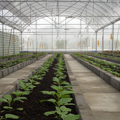 النمط القوطي Multispan High Tunnel Plastic Film Multi Span Greenhouse لزراعة الطماطم
