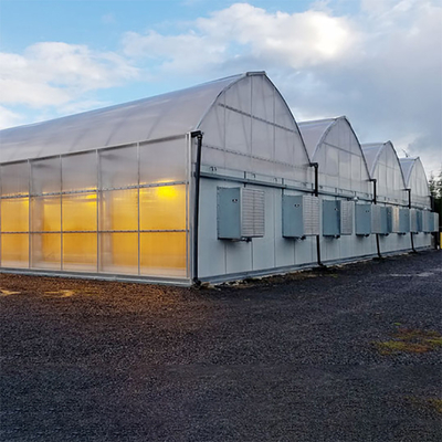 أدى نمو الإضاءة نفق السيارات الخفيفة Dep Greenhouse Multi Span لزراعة القنب
