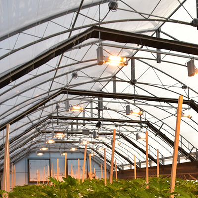 Polytunnel التعتيم الضوء الدفيئة الآلي للأعشاب تزايد