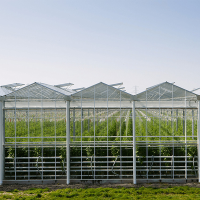 نظام الزراعة المائية هيكل Venlo Glass Greenhouse الصلب المجلفن