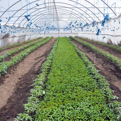 إطار فولاذي بولي إيثيلين فيلم Singlespan Greenhouse للزراعة الزراعية