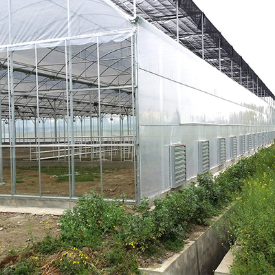 حضانة Seedbed دفيئة بلاستيكية متعددة النفق تمتد لزراعة الفراولة