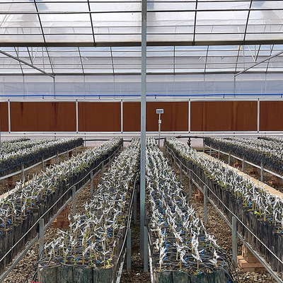 أنابيب الصلب المجلفن سقف قوس نوع البلاستيك فيلم الدفيئة مع نظام الزراعة المائية