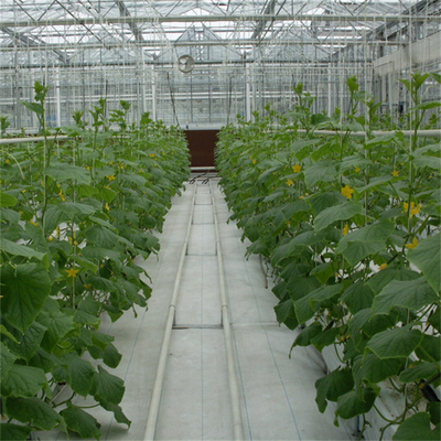 الزراعة المائية الطماطم والخيار زهرة فيلم القوس التلقائي الدفيئة الزجاجية متعددة الطبقات