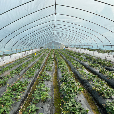 الدفيئة البلاستيكية التجارية الزراعية عالية النفق تمتد لفترة واحدة للطماطم