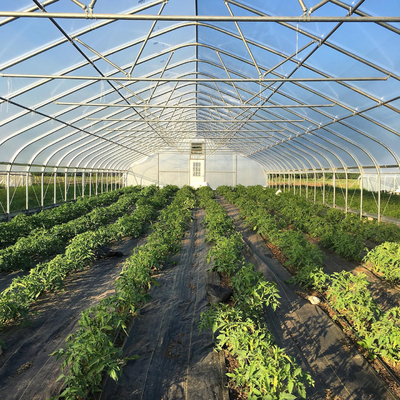 الدفيئة البلاستيكية التجارية الزراعية عالية النفق تمتد لفترة واحدة للطماطم