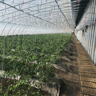 الزراعة الشمسية الدفيئة الطماطم السلبي مع نظام التدفئة