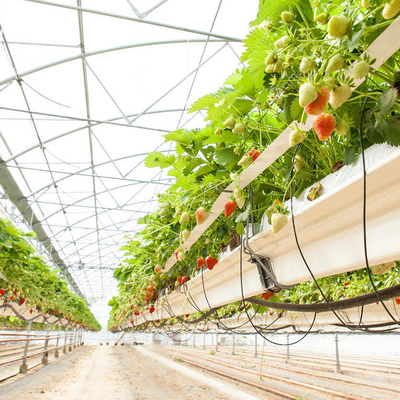 متعدد الأنابيب العقلية الأنابيب البلاستيكية الطماطم الدفيئة للزراعة