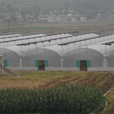 الزراعة المائية المتكاملة تايلاند Multi Span Greenhouse Side Ventilation Industrial