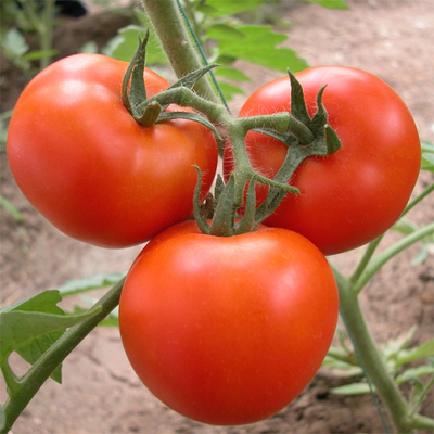 نفق نمو نبات الطماطم البلاستيكي فيلم الدفيئة الذي يغطي الأشعة فوق البنفسجية المعالجة