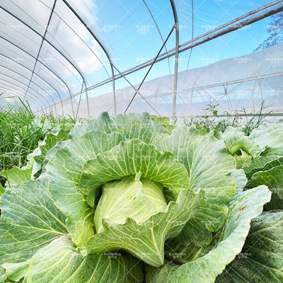 6x15m النفق متعددة الأغراض الدفيئة مع انتقال الضوء متفوقة