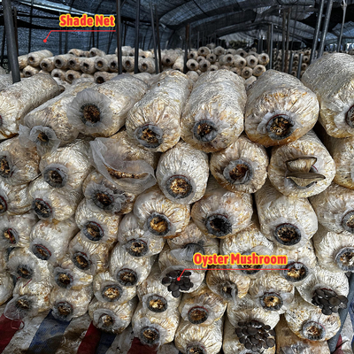 الستار المظلم المنزل الأخضر الأسود الدفيئة الزراعية النفقات من أجل الفطر