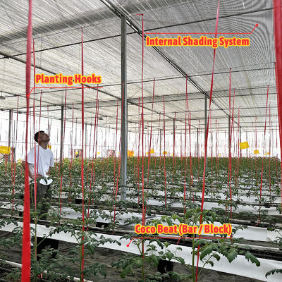 الصوبة الزراعية ذات الإطار الفولاذي المجلفن بعرض 6-12 متر مع غشاء بولي إيثيلين 150/200 ميكرون