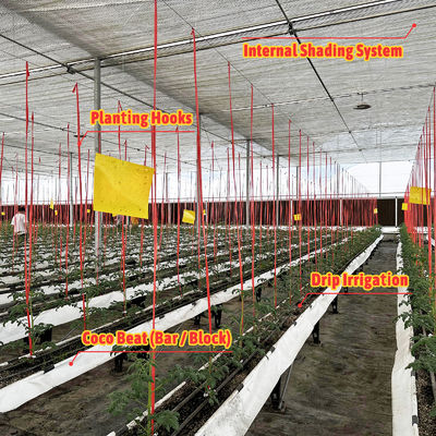 الصوبة الزراعية ذات الإطار الفولاذي المجلفن بعرض 6-12 متر مع غشاء بولي إيثيلين 150/200 ميكرون