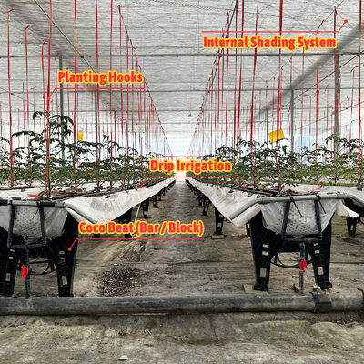 الصوبة الزراعية ذات الإطار الفولاذي المجلفن بعرض 6-12 متر مع غشاء بولي إيثيلين 150/200 ميكرون