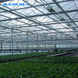 Multi Span Venlo Glass Greenhouse 140mm / H قدرة ISO9001 مصدق