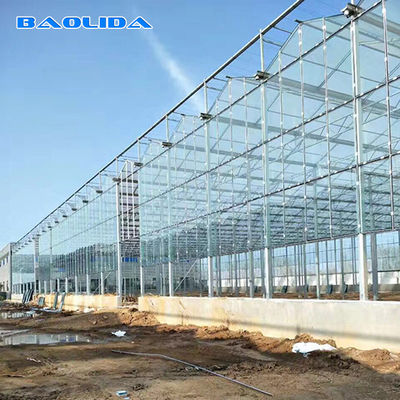 Multi Span الصلب المجلفن الإطار الزجاجي يغطي Venlo Glass Greenhouse