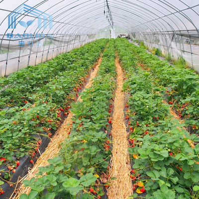 نفق بلاستيكي فراولة مزرعة زراعية نفق بلاستيكي مع نظام تهوية