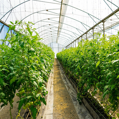 نظام التهوية الجانبية الزراعية الطماطم البلاستيكية نفق الدفيئة واحد