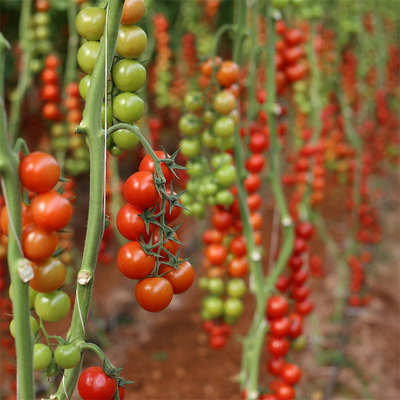 نظام التهوية الجانبية الزراعية الطماطم البلاستيكية نفق الدفيئة واحد