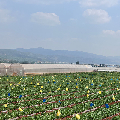 نظام زراعة الزراعة البلاستيكية فيلم متعدد الدفيئة للزراعة