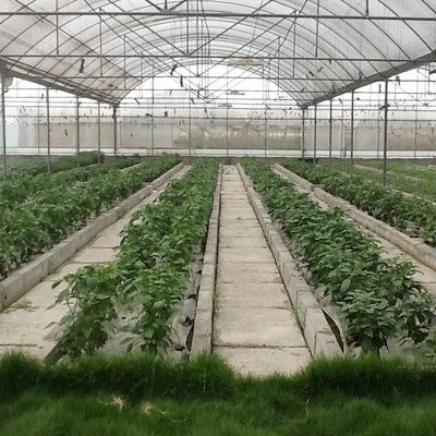 نباتات الزراعة المقاومة للرياح تنمو نظام الزراعة المائية بولي فيلم متعدد الدفيئة